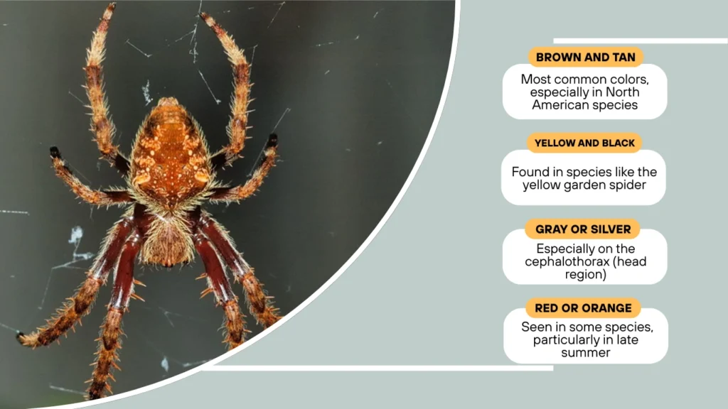  Seen in some species, particularly in late summer