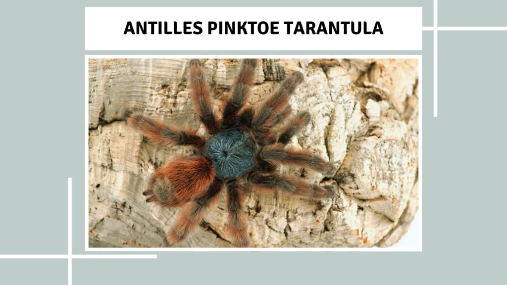 Antilles Pinktoe Tarantula