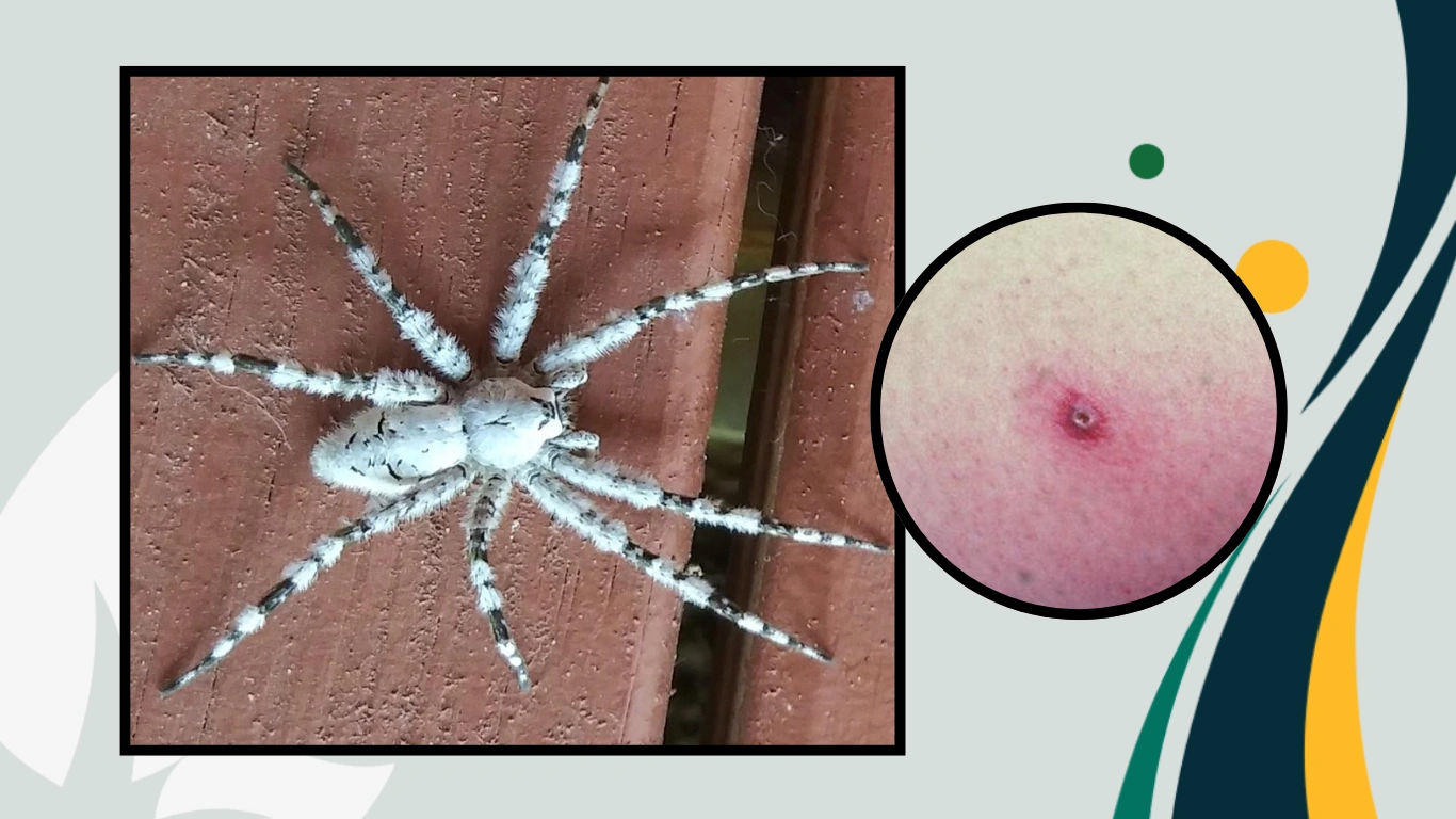 Are White-Banded Fishing Spiders Poisonous? Bite Info