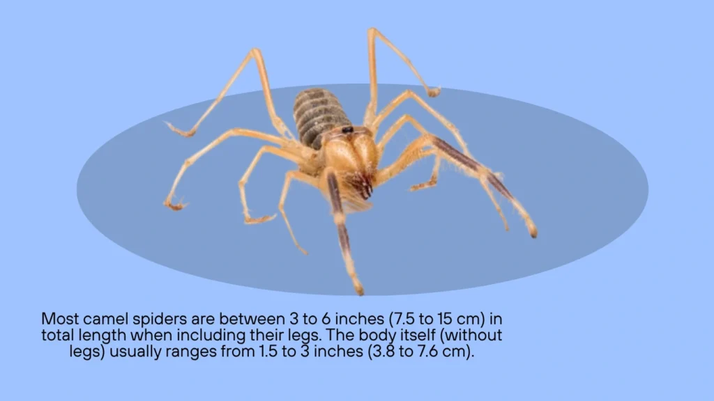 Camel Spider Size Real Dimensions Human Comparisons