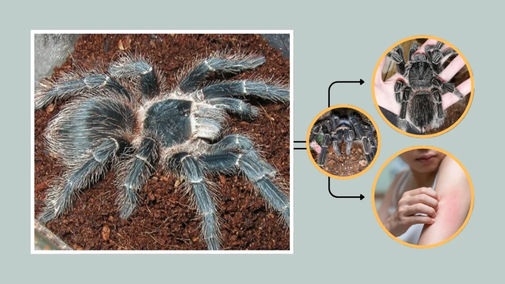 Brazilian Salmon Pink Bird-Eating Spider Behavior and Temperament
