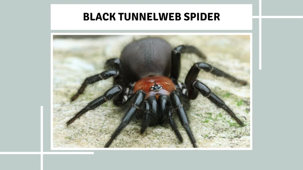Black Tunnelweb Spider