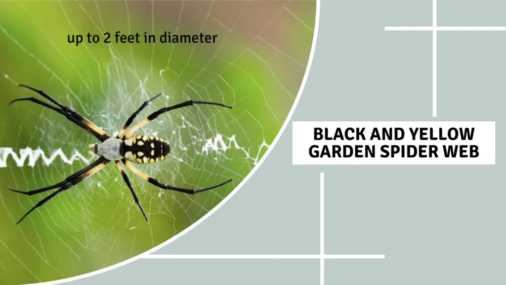 Black and Yellow Garden Spider Web