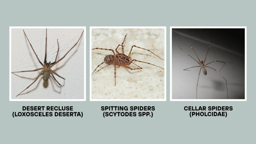 Brown Recluse Spider in California