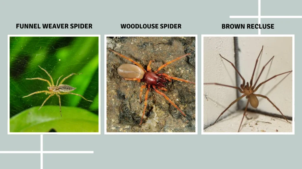 Brown Spiders in Ohio