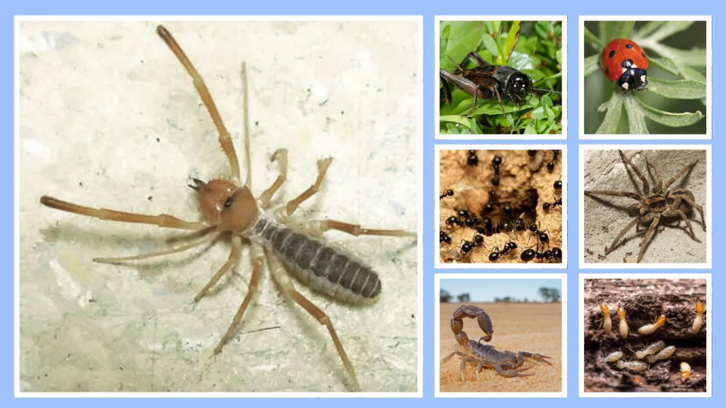 Camel Spider Diet and Eating Habits