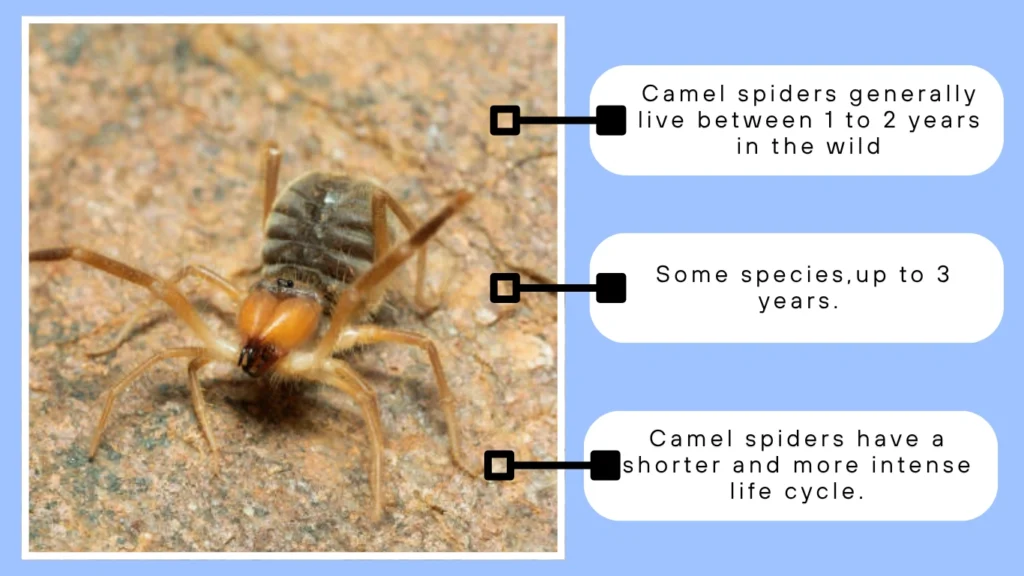 Camel Spider Lifespan Overview
