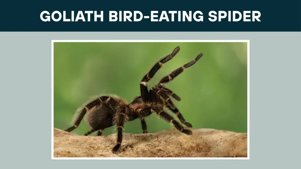 Can Goliath birdeaters jump