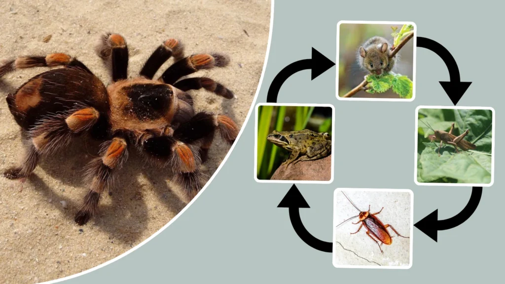 Can Their Venom Kill Small Animals