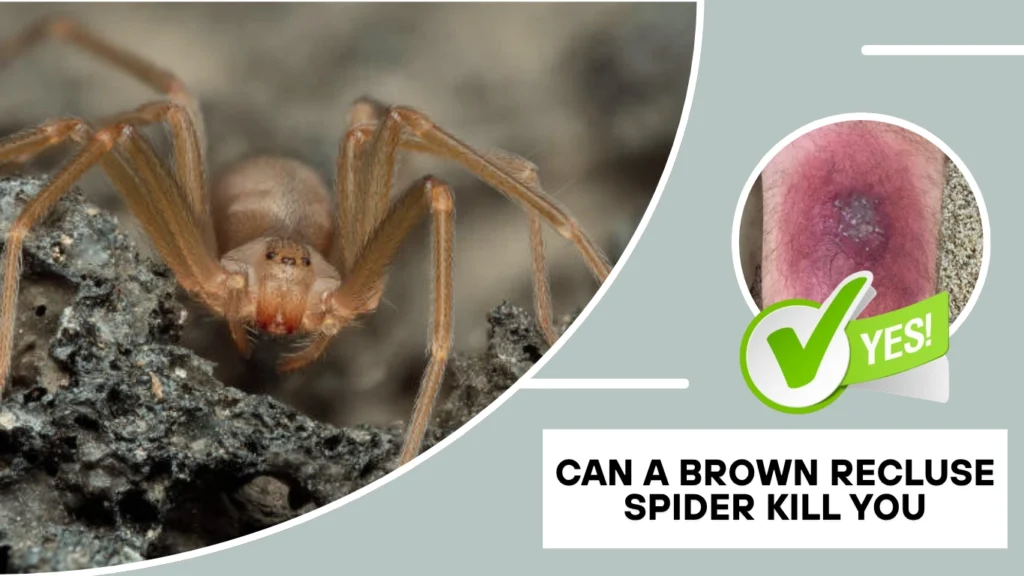 Can a Brown Recluse Spider Kill You
