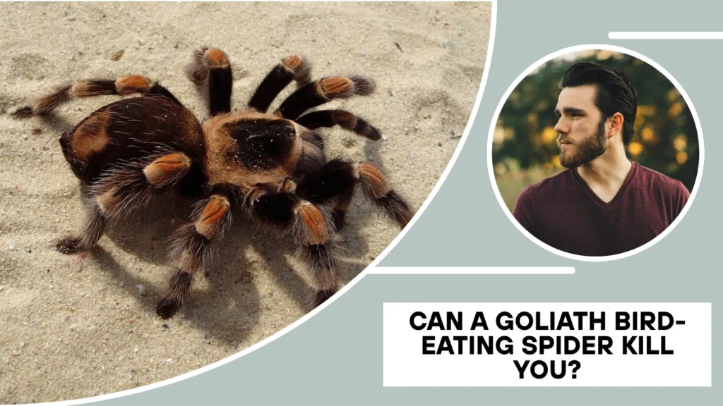 Can a Goliath bird-eating spider kill you