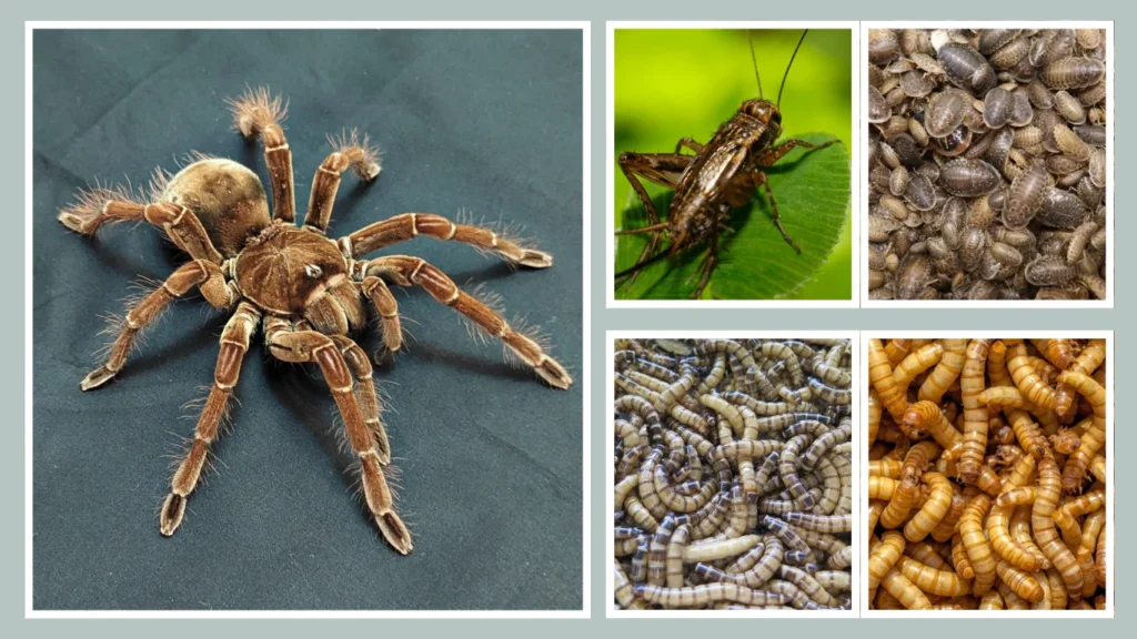 Captive Diet of Pet Bird-Eating Spiders