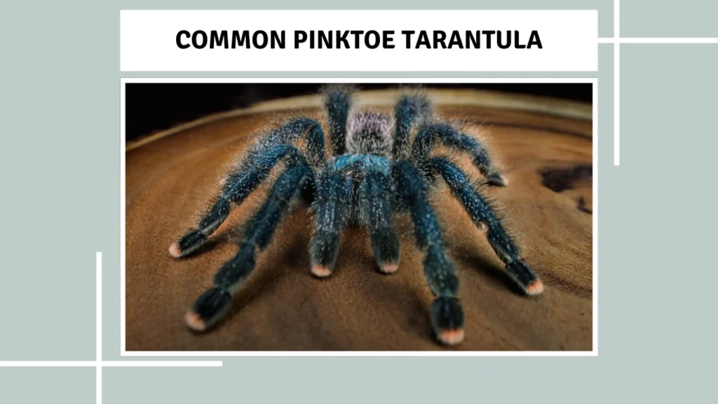 Common Pinktoe Tarantula