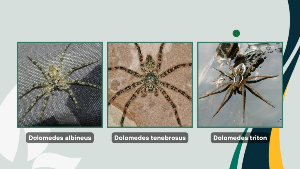 Comparison with Other Fishing Spiders