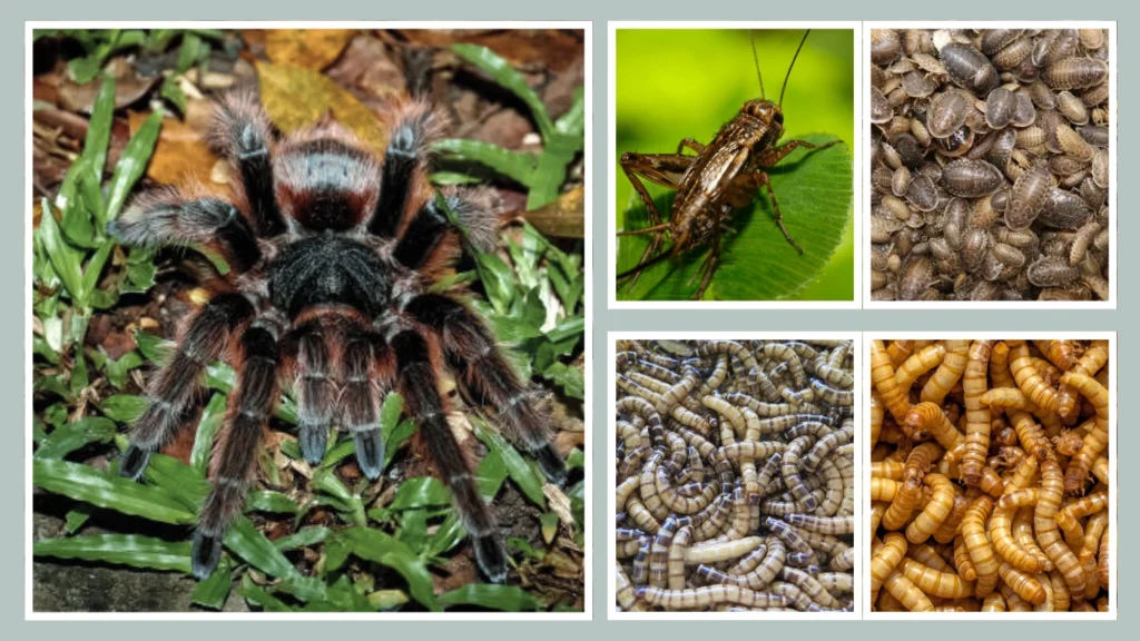 Brazilian Salmon Pink Bird-Eating Spider Diet and Feeding Habits (2)