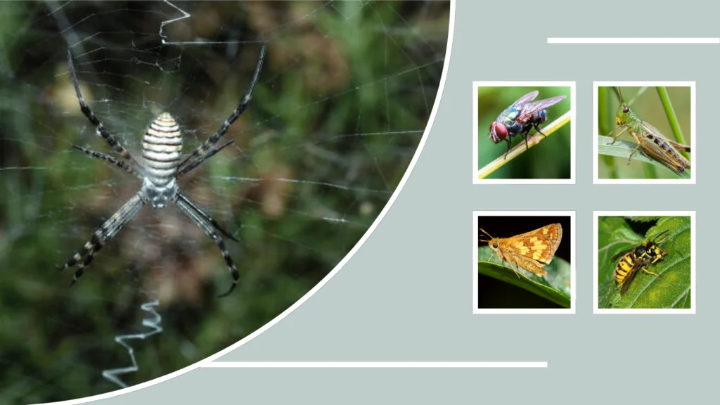 Banded Garden Spider Diet and Hunting Behavior