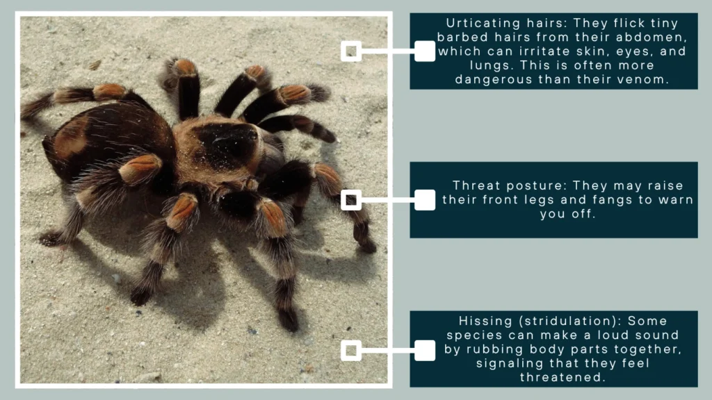 Do Bird-Eating Spiders Use Venom Often