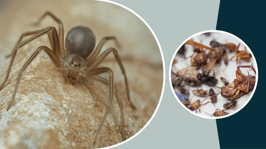 Do Brown Recluses Eat Dead Insects
