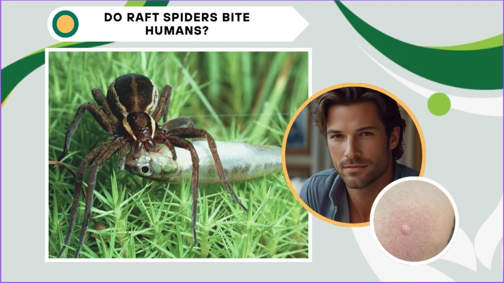 Do raft spiders bite humans