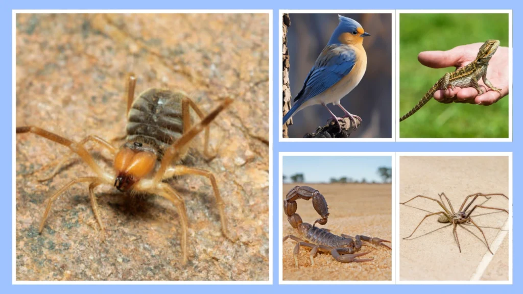 Factors That Affect Camel Spider Lifespan