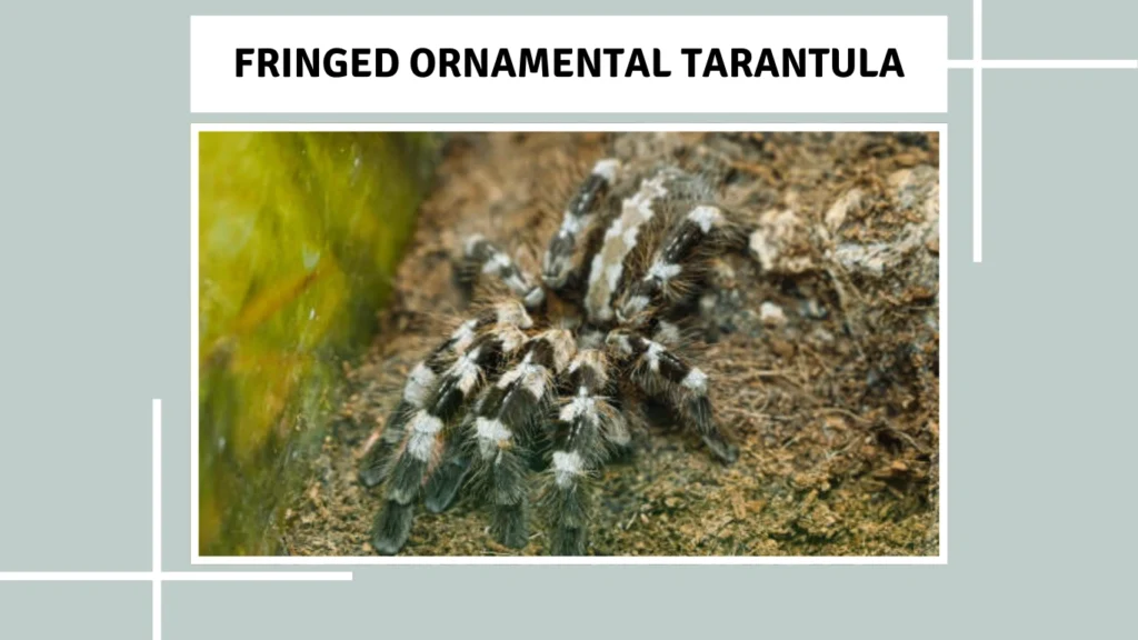 Fringed Ornamental Tarantula