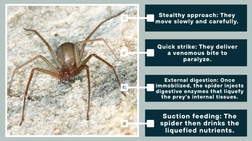 How Brown Recluse Spiders Hunt