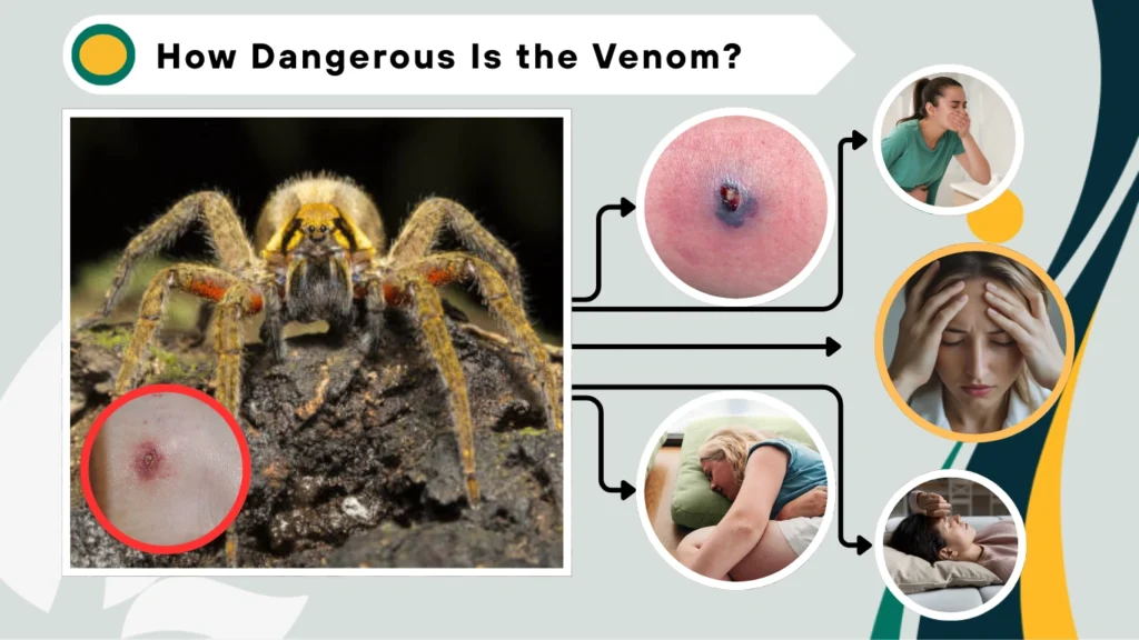 How Dangerous Is the Venom