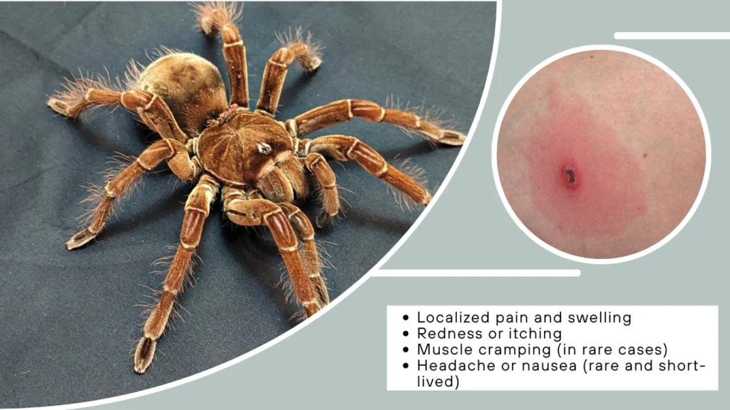 How Painful Is the Bite