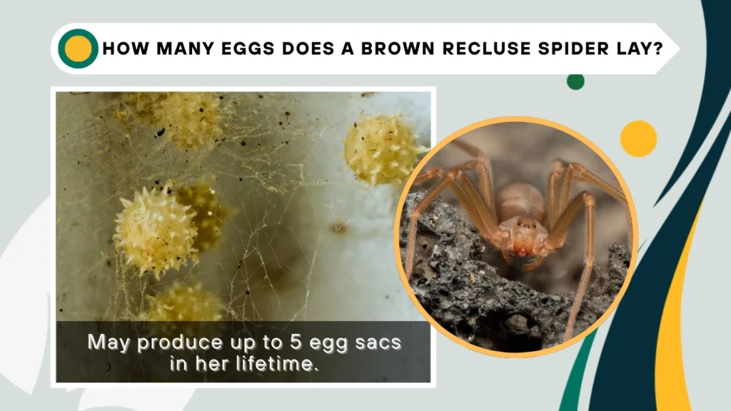 How many eggs does a brown recluse spider lay