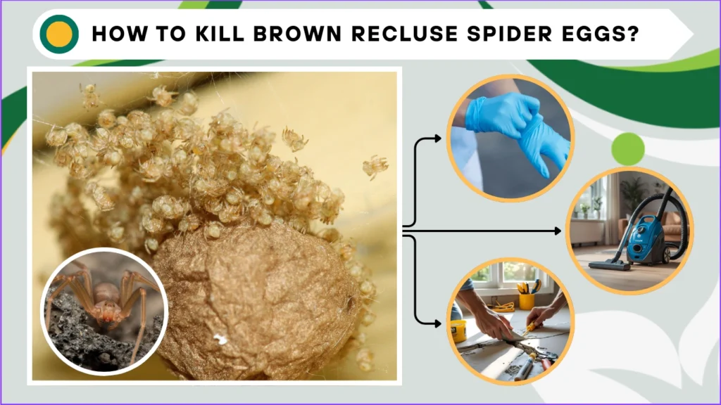 How to kill brown recluse spider eggs