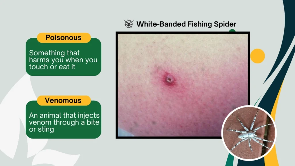 Is the White-Banded Fishing Spider Poisonous or Venomous