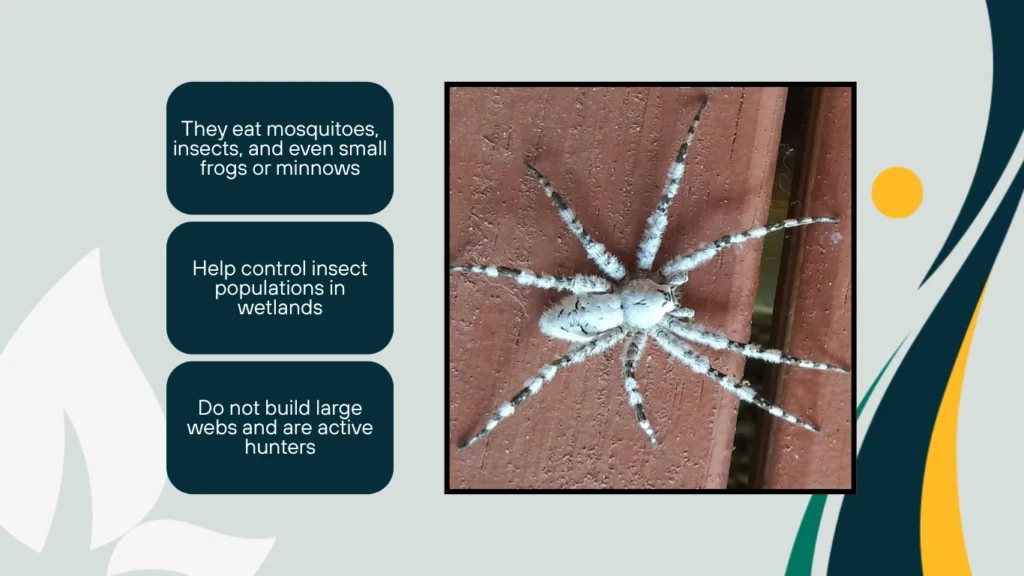 Misconceptions and Fear Around Fishing Spiders