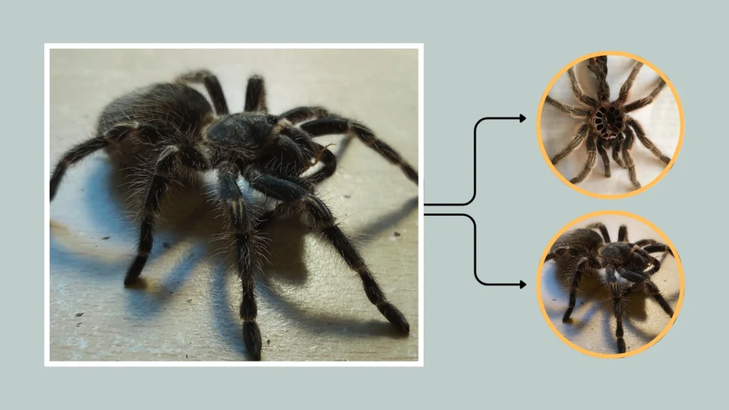 Brazilian Salmon Pink Bird-Eating Spider Molting Process