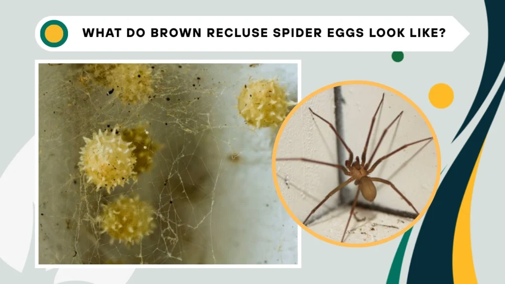 What do brown recluse spider eggs look like?