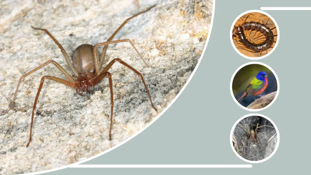 Are There Any Threats to Brown Recluse Populations?