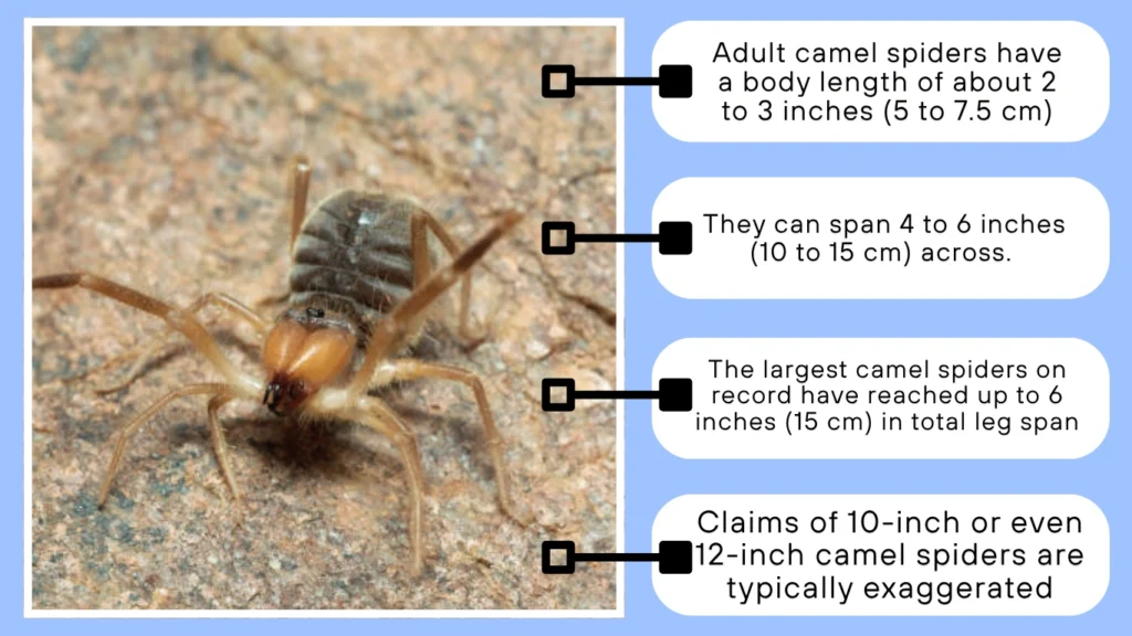 Camel Spider Size Bite Habitat ID With Pictures