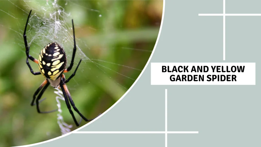 Overview of the Black and Yellow Garden Spider