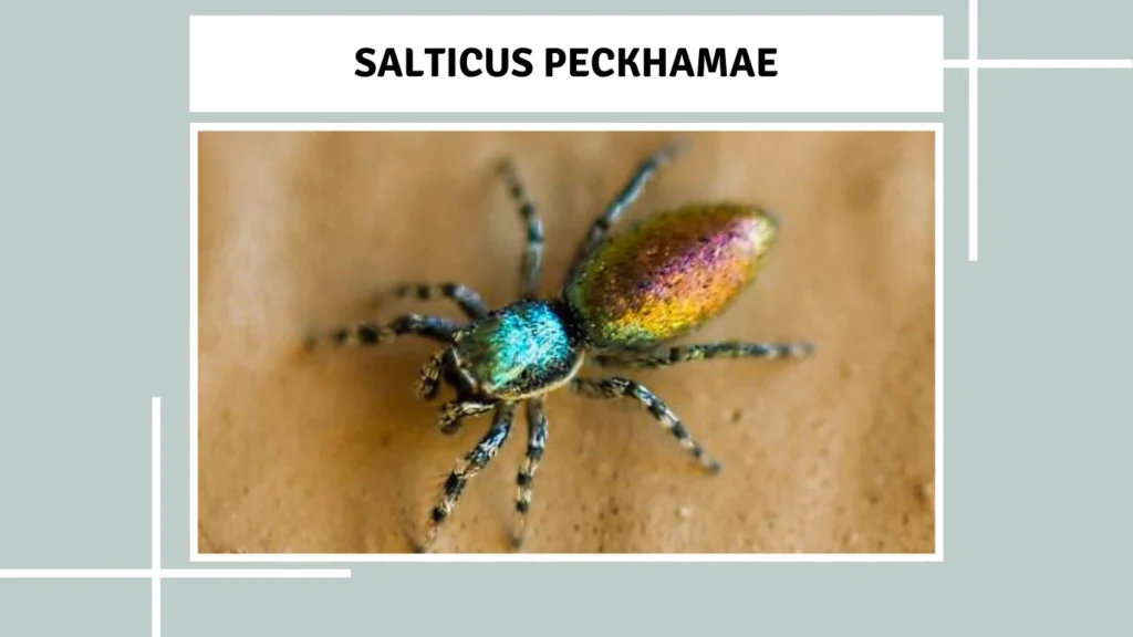 Salticus peckhamae