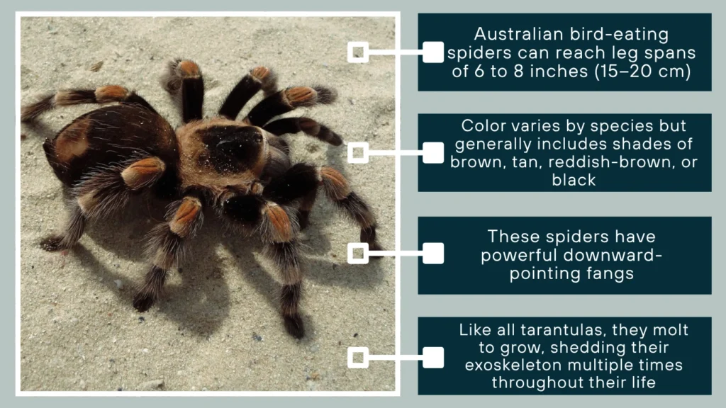 Bird-Eating Spiders in Australia: Size and Appearance