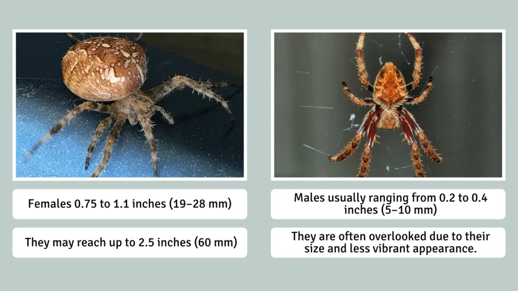 Size of the Garden Orb Spider