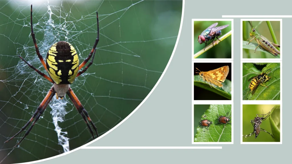What Do Black and Yellow Garden Spiders Eat