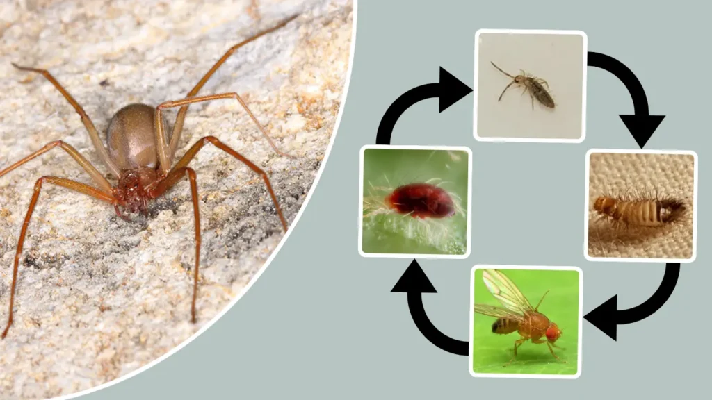 What Do Brown Recluse Spiderlings Eat