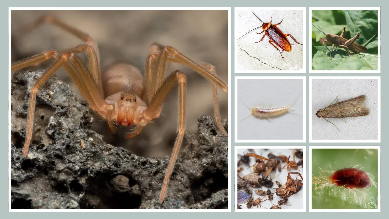 What Does the Brown Recluse Spider Eat Diet and Hunting