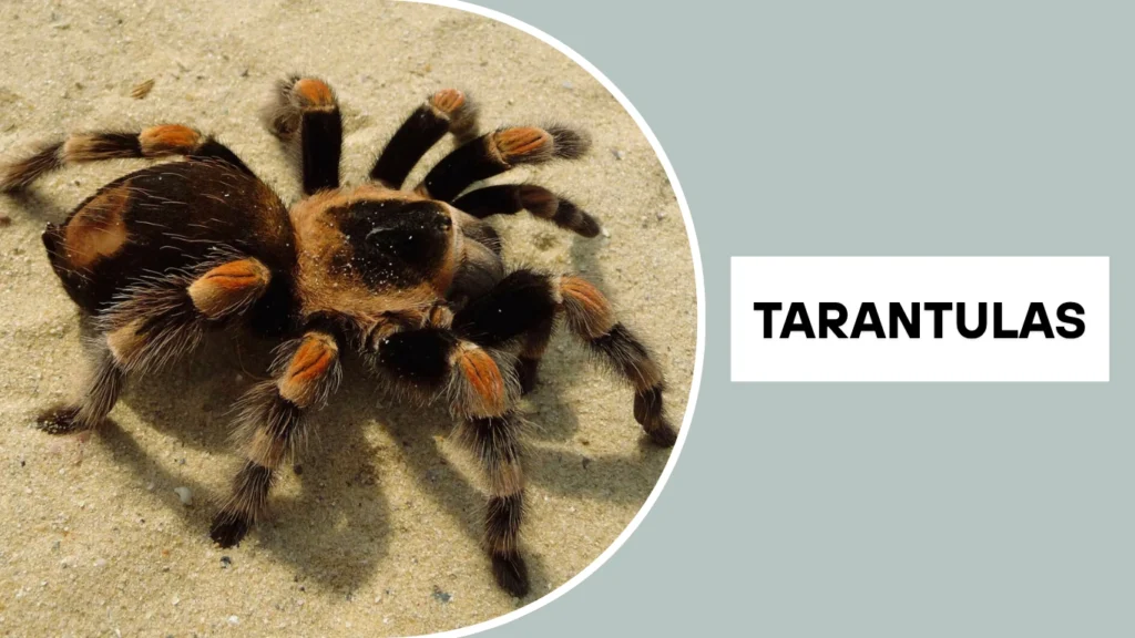 What Is a Bird-Eating Spider