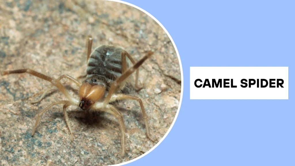 What Is a Camel Spider