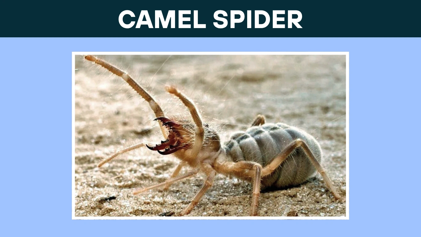 How Do Camel Spiders Hunt and Eat?