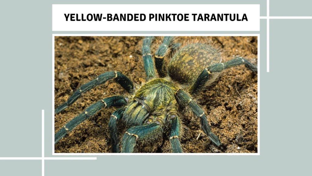 Yellow-banded Pinktoe Tarantula
