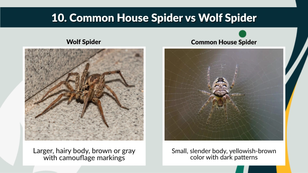 10. Common House Spider vs Wolf Spider
