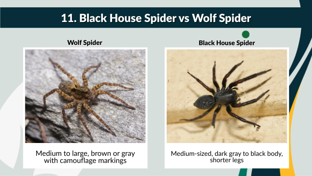 11. Black House Spider vs Wolf Spider