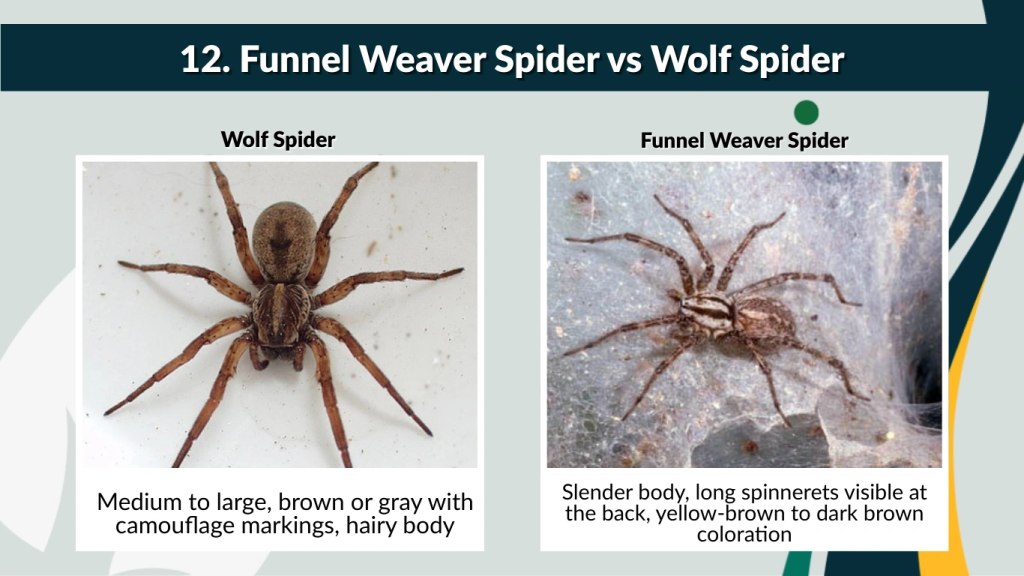 12. Funnel Weaver Spider vs Wolf Spider